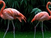 Ученые сделали удивительное заявление о фламинго