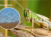 Нашестя сарани в Україні