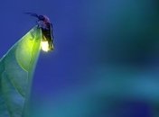 Ученые объяснили, почему ночные светляки светятся в темноте