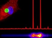 Ученые будут отслеживать движение клеток с помощью лазера