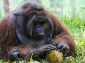 В Аргентине признали право орангутана на личную свободу