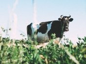 Производство молока: В Украине резко выросла прибыльность предприятий