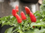 Хорошая подкормка для перцев