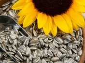 Медики рассказали о пользе и вреде семечек