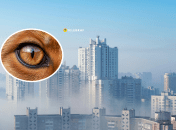 Хищника заметили во дворе многоэтажек