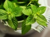 Не стоит забывать про мяту: восемь причин добавить ее в рацион