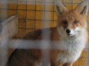 В Киеве зафиксировали случай бешенства