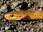 Новое исследование: Зачем змеям нужен яд?