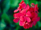 Герань - одно из растений, которое можно сеять зимой