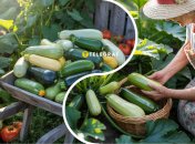 Сезон кабачків у червні