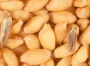 Харчова міль відкладає личинки у крупах, борошні