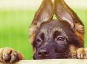 Чувство вины полезно