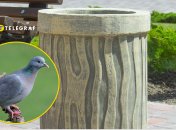 Пострадал голубь