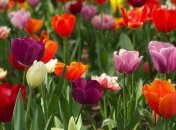 Тюльпани одними з перших цвітуть у саду