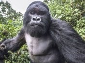 Забавная "фотосессия" пьяной гориллы по имени Сильвербэк Акаревуро (Фото)