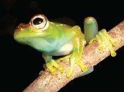 Найден новый вид лягушек