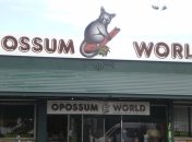 Удивительный и странный новозеландский музей опоссумов (Фото)