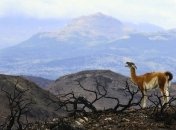 Мэра чилийского города уличили в регулярной раздаче денег людям