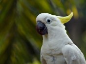 Эта птица умеет держать ритм