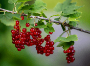 Красная смородина