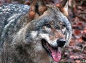 Казахстанцы для охраны имущества начали покупать волков