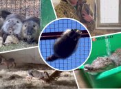 Херсонский енот не одинок, - оккупанты привезли к нему еще много украинских животных