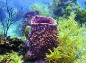 Названо древнейшее животное на Земле