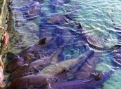 Красивая австралийка путешествует по экзотическим местам (Фото)