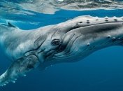 В Мережі з'явилися кадри годування дитинчати горбатого кита