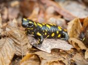 В Канаде нашли растение, питающееся саламандрами