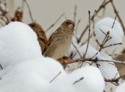 Прогноз погоды в Украине на 28 января: придет более теплый воздух, местами снег