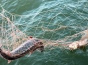 На Запорожье задержали браконьеров с уловом на 100 тыс грн