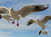 Організована група голодних чайок атакує поліцейські дрони в Парижі