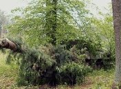 На Черниговщине проходят масштабные учения артиллерии ВСУ со стрельбами