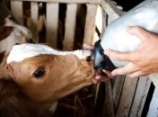 Молочники просят не допустить административного регулирования цен