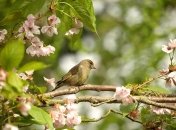 Благовещение означает благое известие