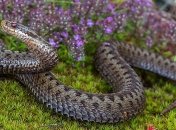 В Киеве гадюка укусила мужчину