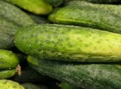 Огурцы нужно правильно поливать