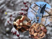 Що потрібно посадити, обрізати та підготувати у лютому