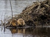 Бобров в Европе сто лет назад почти уничтожили.