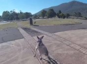 Встреча по-австралийски: недружелюбный кенгуру напал на экстремала (Видео)