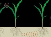 Ученые нашли у растений систему коммуникаций через корни