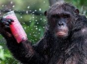 Британские ученые: обезьяны любят выпить