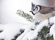 Погода в Украине 15 января: преимущественно без осадков, местами снег с дождем 