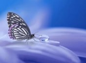 Броня на крыльях бабочки защищает ее от сильного дождя