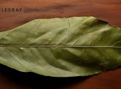 Лавровый лист наделяют многими целебными свойствами