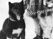 Великая гонка милосердия: подвиг ездовой собаки Балто