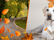 Осенние листья украсили собаку