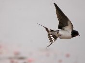 В Беларуси знатоки птиц открыли чемпионат спортивной орнитологии