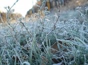 Украинцев предупредили о ночных заморозках 